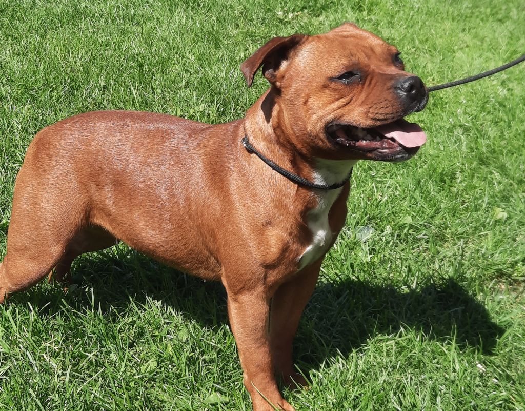 Reine elfie (Sans Affixe)