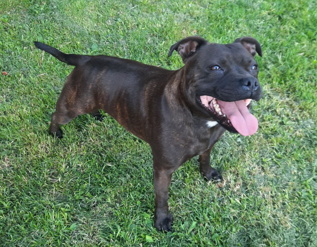 Opale du domaine forestier